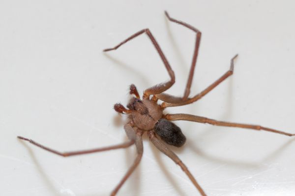 Brown Recluse Extermination Service