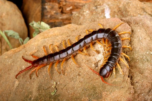 Centipede Extermination Service