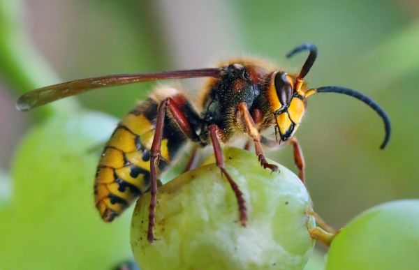 European Hornet Removal Service