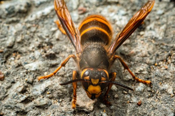 European Hornet Extermination Service