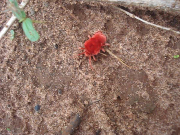 Chigger Prevention
