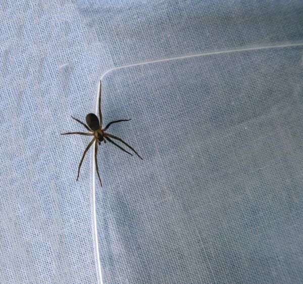 Brown Recluse Removal Service