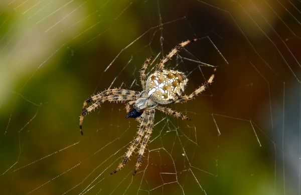 Cross Spider Pest Control