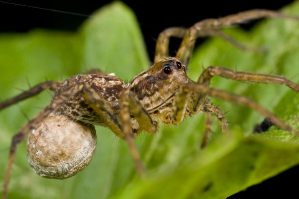Wolf Spider Pest Control