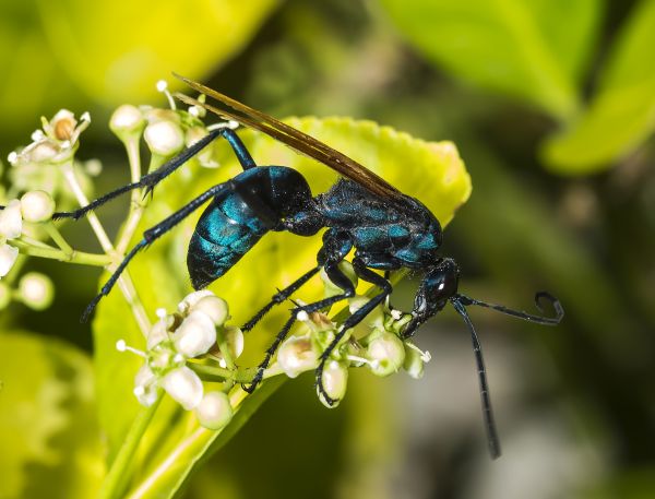 Tarantula Hawk Extermination Service