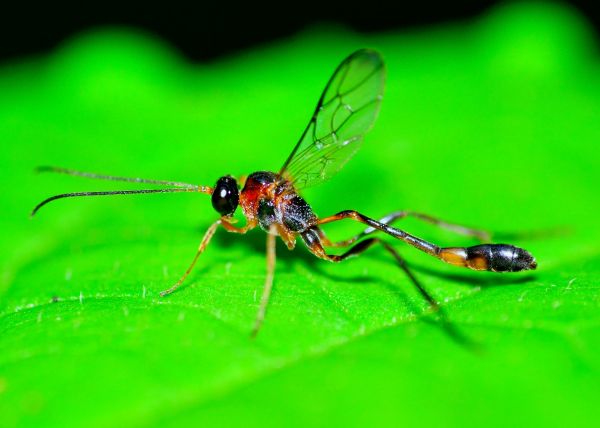 Mud Dauber Extermination Service