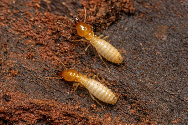 Termites Removal Service