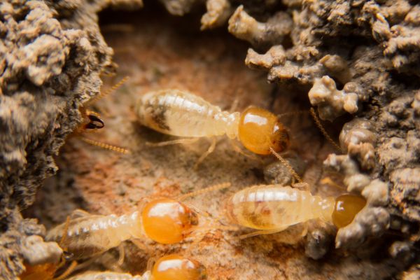 Termites Extermination Service
