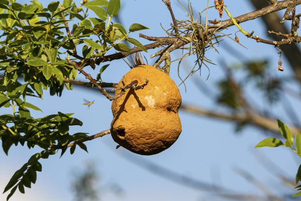 Insect Nest Removal
