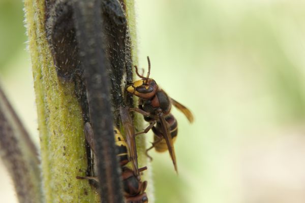 Insect Pest Management