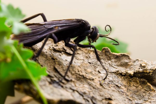 Tarantula Hawk Removal Service