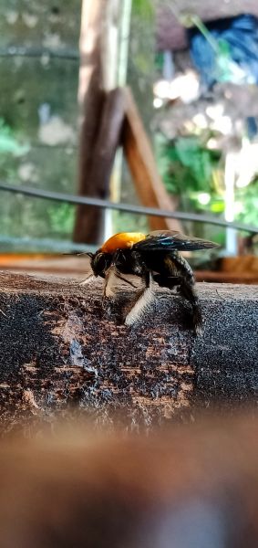 Wood Bee Removal Service
