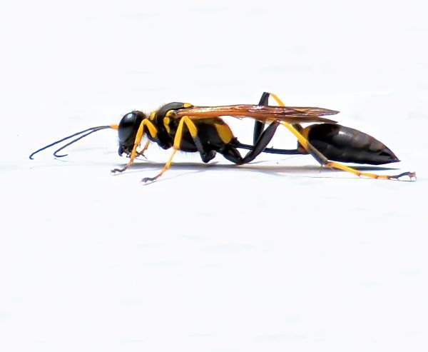 Mud Dauber Treatment