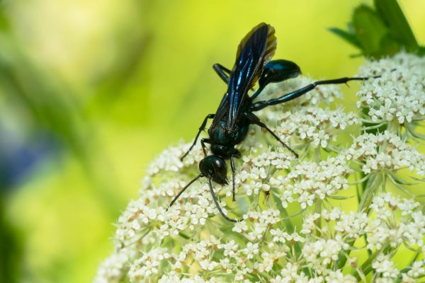 Mud Dauber Removal Service