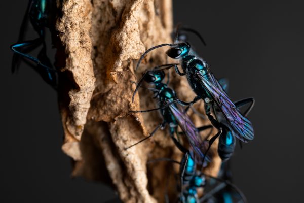 Mud Dauber Pest Control