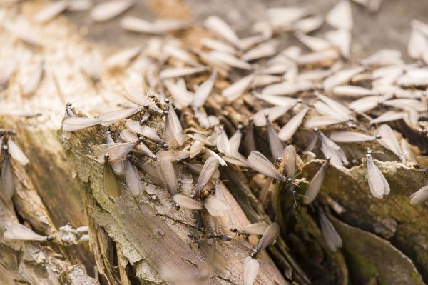 Winged Termite Removal Service