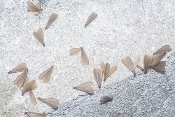 Winged Termite Extermination Service