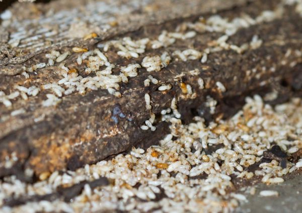 Commercial Termite Removal Service