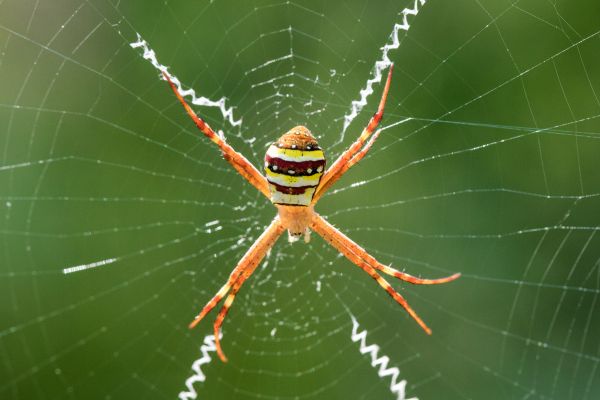 Cross Spider Extermination Service