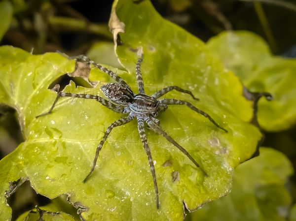 Common Spiders Extermination Service