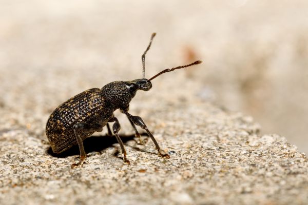 Weevil Extermination Service