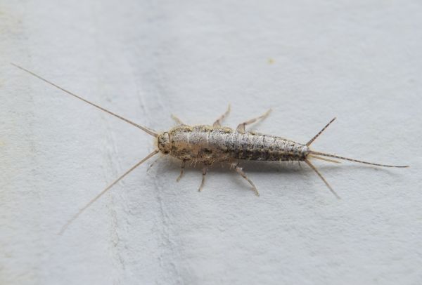 Silverfish Extermination Service