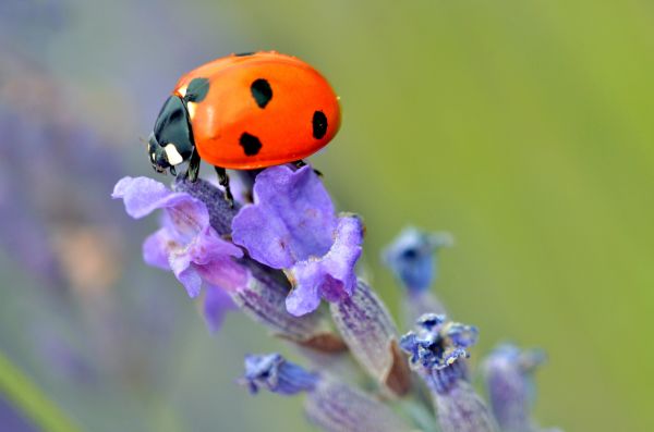 Ladybug Elimination