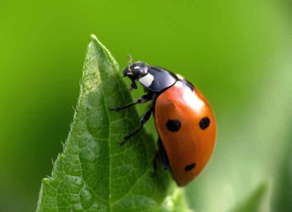 Ladybug Removal Service