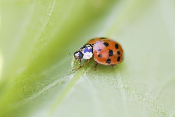 Ladybug Extermination Service