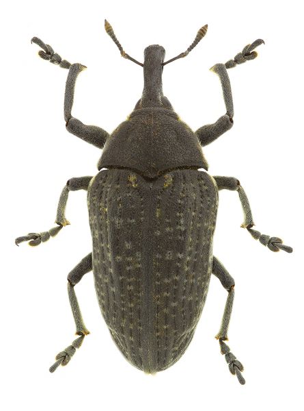 Weevil Control
