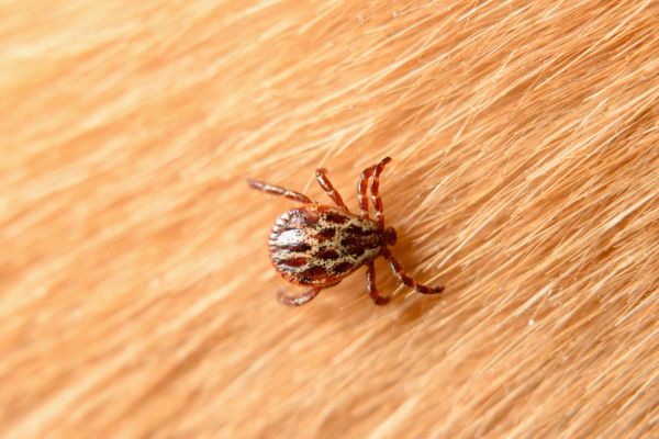 Mite Removal Service