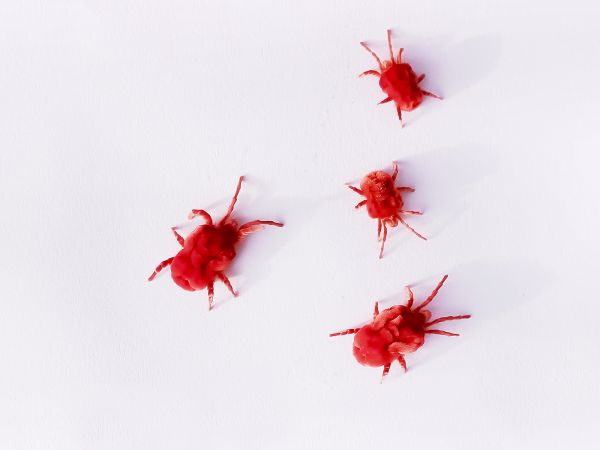 Mites Pest Control