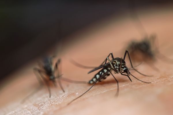 Mosquito Removal Service