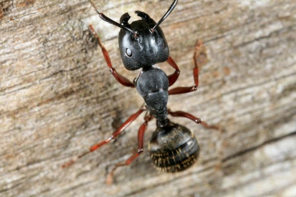 Carpenter Ant Elimination
