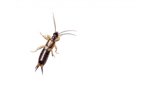 Earwig Extermination Service
