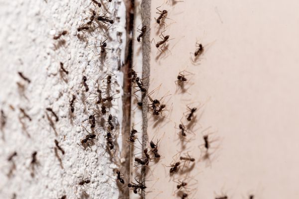 Commercial Ants Elimination
