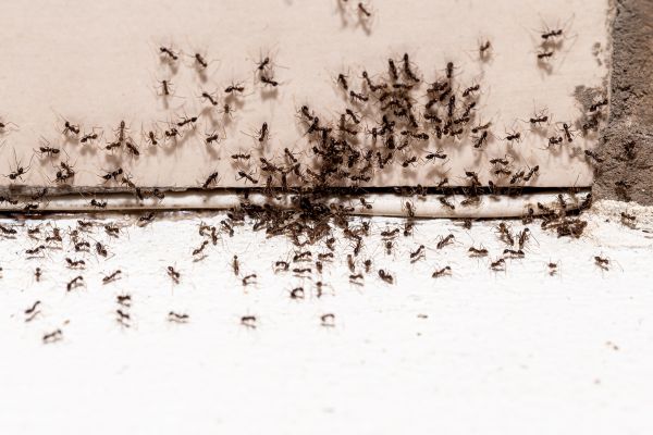 Commercial Ants Infestation Control
