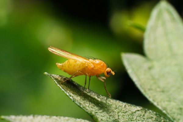 Fruit Fly Extermination Service