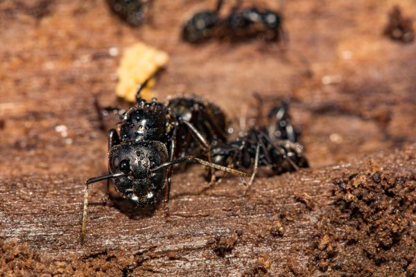 Carpenter Ant Pest Control