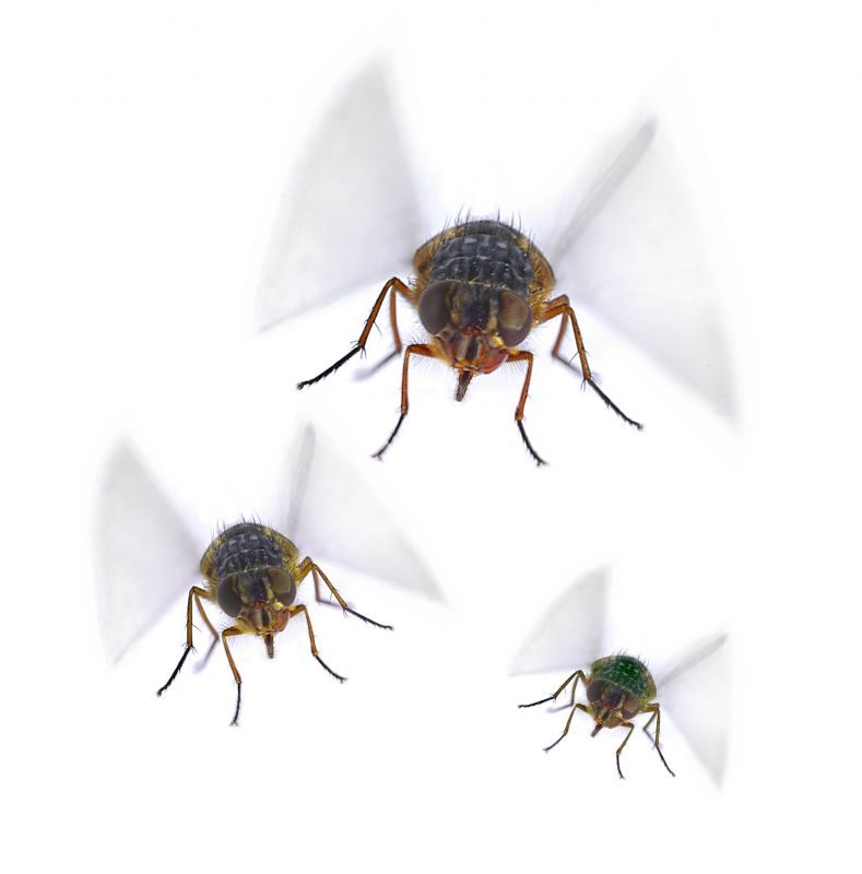 Commercial Fly Control