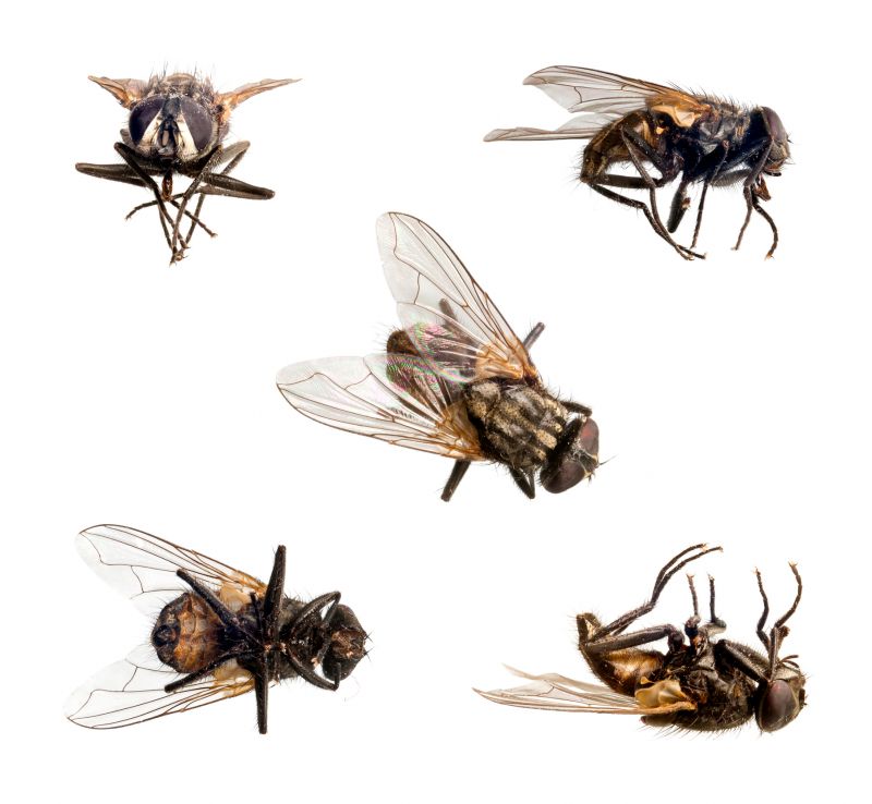 Commercial Fly Control