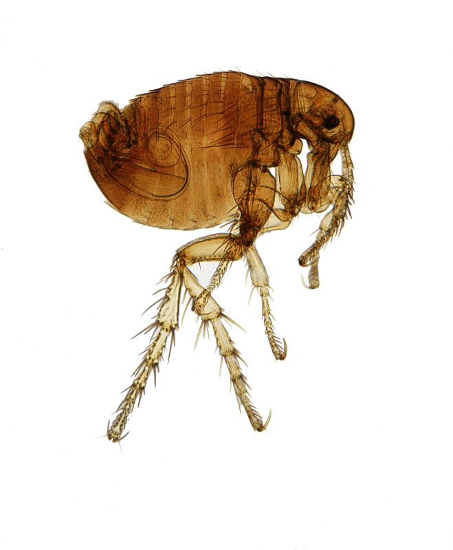 How Flea And Tick Infestations Impact Commercial Properties