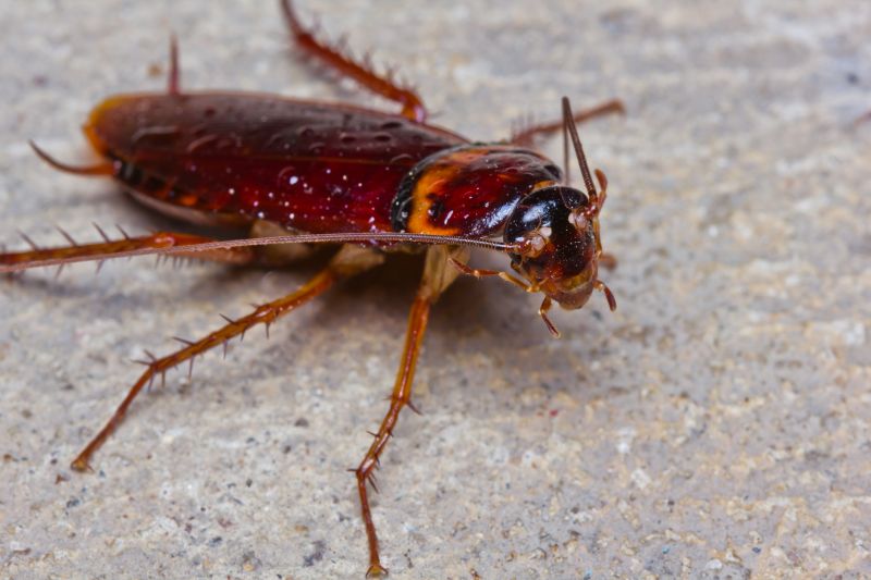 How Roaches Enter Buildings And Spread Quickly