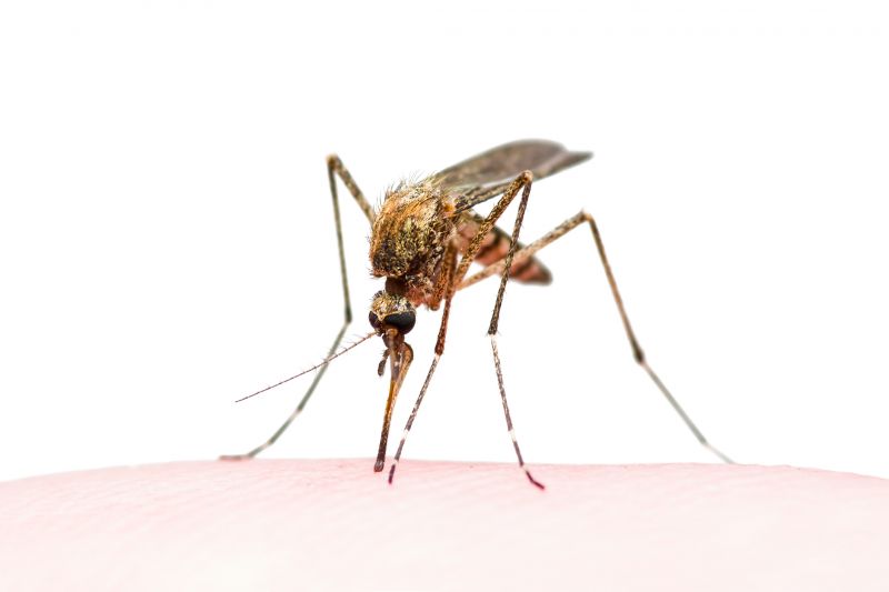 Seasonal Fly And Mosquito Activity And Prevention Strategies