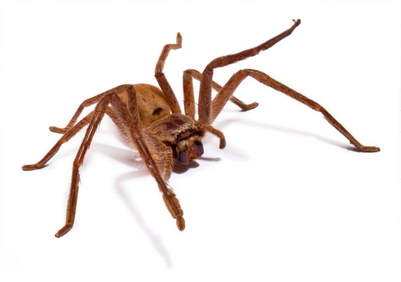 Spider Pest Control - Preventing And Removing Infestations