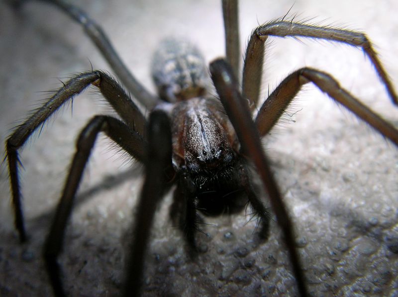 Spider Pest Control - Preventing And Removing Infestations