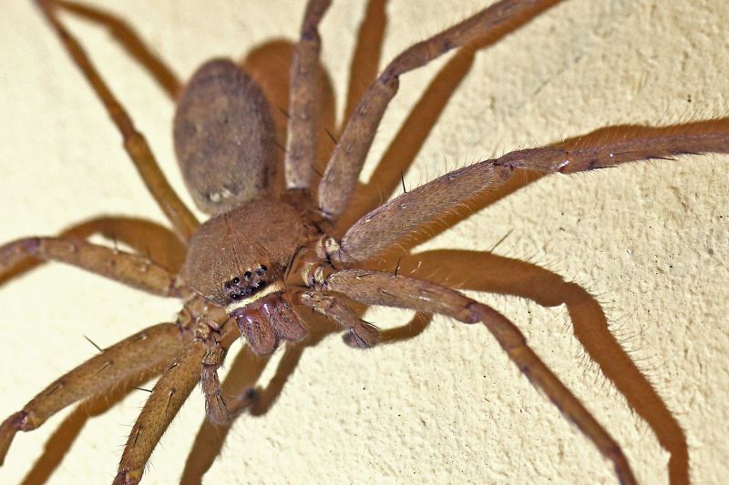 Spider Pest Control - Preventing And Removing Infestations