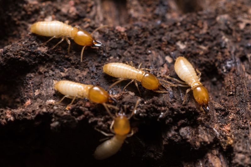 Termite Inspection Service