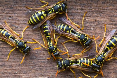 Commercial Wasps Control Service